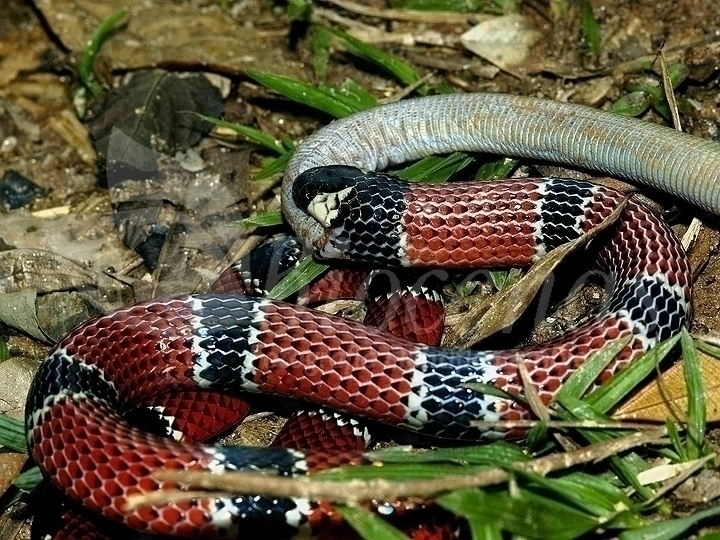 Cobra coral - Répteis - InfoEscola